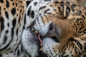 sleeping jaguar