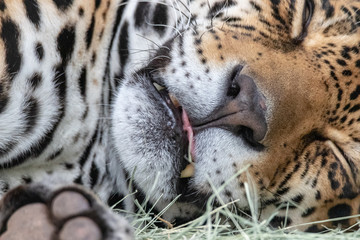 sleeping jaguar