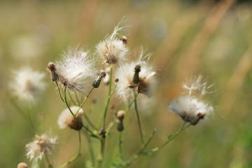 Fluff flower on green background