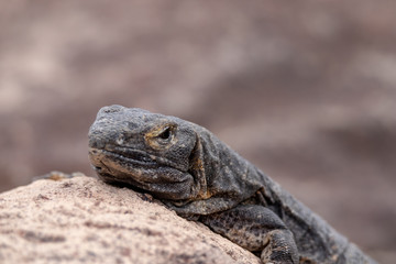 reptile sunbathing on rock
