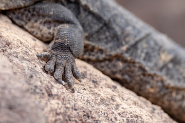 reptile sunbathing on rock
