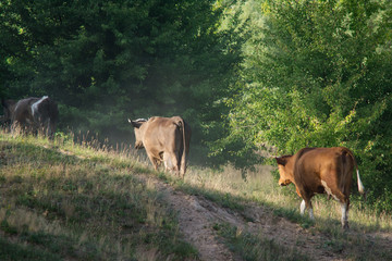 Cows going home near the river