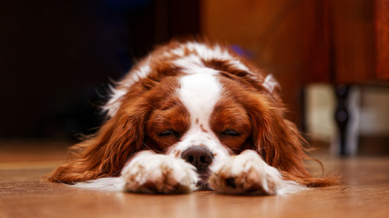 Dog King Charles Spaniel lying on the floor napping with closed eyes and pulling out the front paws. Shallow focus.