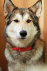 Obraz premium Hunting big brown dog in red collar looking at you.