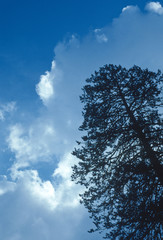 Seqouia tree - Sequoia National  Park, California