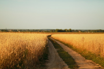 Wheat field with road