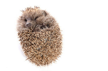 Gray eared hedgehog twisted into a lump on a white background