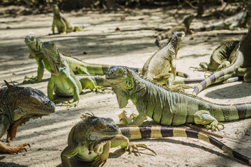 Beautifull Iguana Close Up
