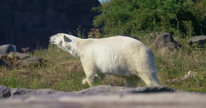 polar bear 1