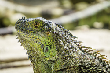 Beautifull Iguana Close Up