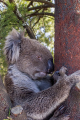 wild Koala Bear in a tree at the Mt Lofty walk, South Australia