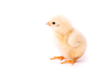 Small yellow chicken isolated on a white background
