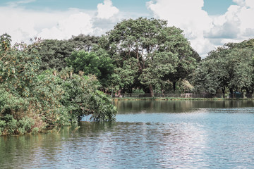 lake in the park
