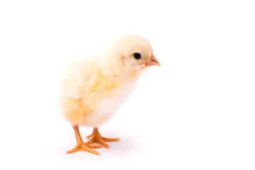 Small yellow chicken isolated on a white background