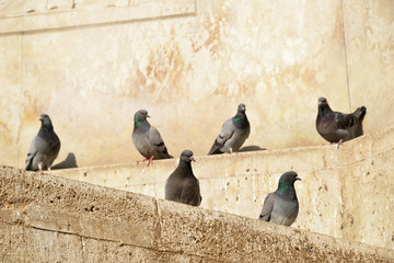 Fototapeta premium white pigeons on the roof