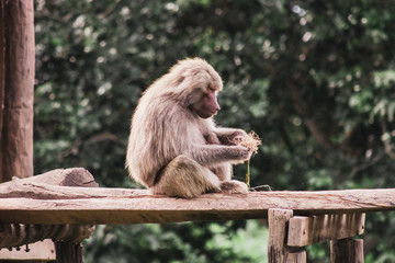 Naklejka na ściany i meble monkey in the zoo