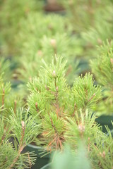 Pinus mugo hesse