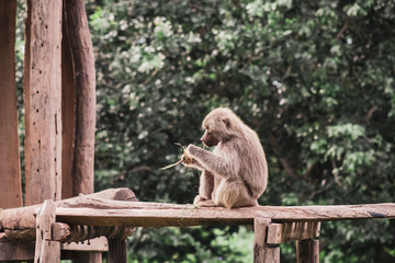 monkey in the zoo