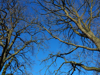 Looking up at bare tree branches in winter with a vivid blue sky