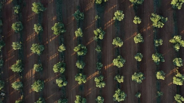 OLIVE TREE  PLANTATION (Olea europaea), Lagoon of El Taray, Quero, Toledo, Castilla-La Mancha, Spain, Europe