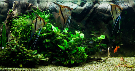 Beautiful Pterophyllum scalare fish in aquarium