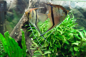 Beautiful Pterophyllum scalare fish in aquarium