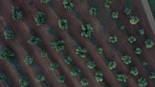OLIVE TREE  PLANTATION (Olea europaea), Lagoon of El Taray, Quero, Toledo, Castilla-La Mancha, Spain, Europe