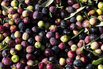 aceitunas cosechadas para aceite