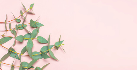 Fototapeta premium Eucalyptus twigs on pastel pink background. Flat lay, top view, copy space. Floral background, flowers composition, green Eucalyptus leaves, mock up.