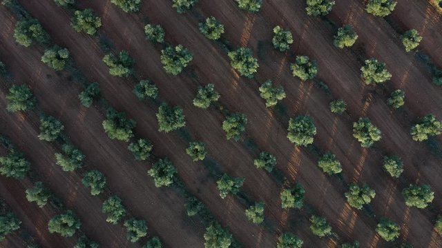 OLIVE TREE  PLANTATION (Olea europaea), Lagoon of El Taray, Quero, Toledo, Castilla-La Mancha, Spain, Europe