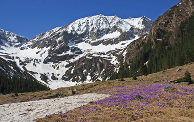Purple crocus flowers and beautiful spring landscape in Fagaras mountains, Carpathians, Transylvania