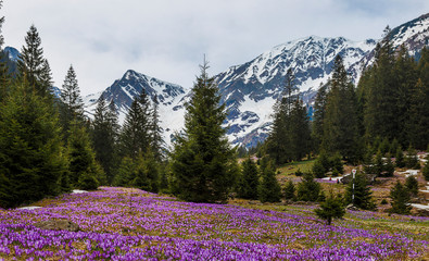 Purple crocus flowers and beautiful spring landscape in Fagaras mountains, Carpathians, Transylvania