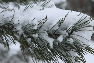 branch of a tree in snow