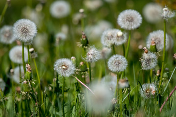 White dandelion flowers in green grass