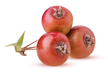 Paradise apples, three on a branch