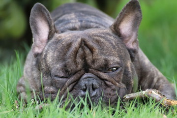 Französische Bulldogge