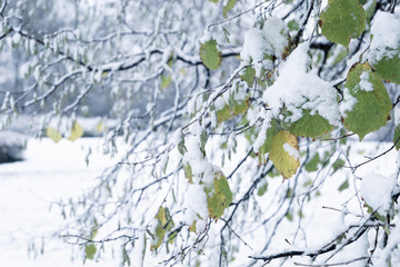 Snow on green leaves in Wilhelminapark Delft