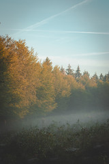 Edge of forest in early morning golden sunlight with fog rolling in through branches.