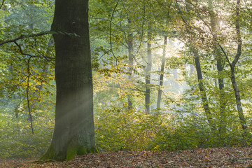 Tree surrounded by early morning sunlight poking through forest