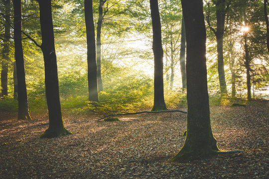Sunlight falling through calm autumn forest at Amerongen.