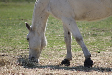 Fototapeta premium White horse on a field