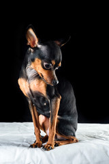 Portrait of a small domestic dog toy terrier in a photo studio on a dark background.