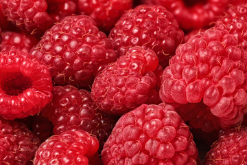 Closeup of raspberries, very detailed - fine hairs on fruit visible