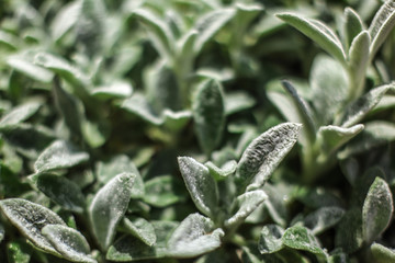 Shallow depth of field photo, only leaf in focus, thick green leaves of Saxifraga plant. Abstract nature / botany background.