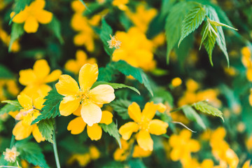 yellow flowers close up blooming