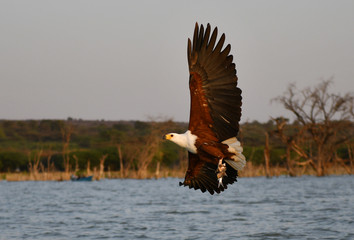 Schreiseeadler fängt Fisch in Afrika 