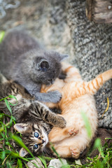 Three little kittens playing in a grass