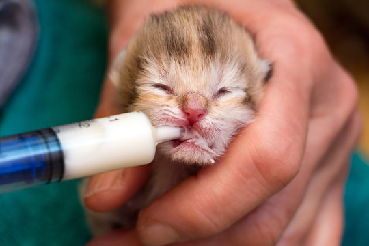 Feeding a newborn British kitten with a milk mixture from a syringe, saving a kitten left without a mother