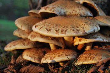Pilze im Abendlichtamm, wald, na