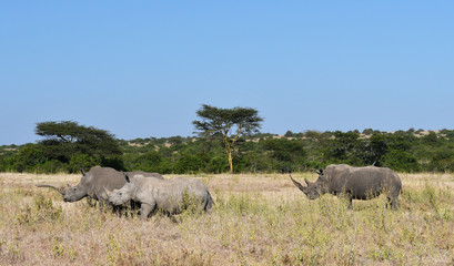 Nashörner in Kenia 